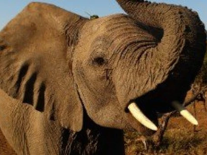 Botswana nu mai este o țară atât de sigură pentru elefanți
