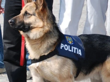 Caii și câinii din MAI şi MApN ar putea primi pensie