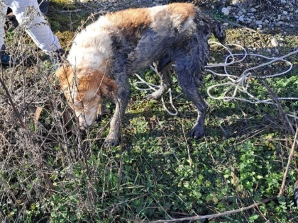 Câine salvat de pompieri, la Ineu