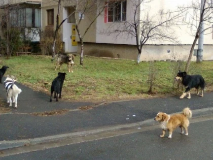 Câinii fără stăpân vor fi gestionaţi după un regulament aprobat de CLM