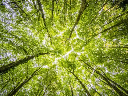 Calea naturii pentru starea de bine