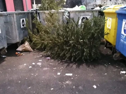 Campanie de colectare a brazilor de Crăciun, în municipiul Arad