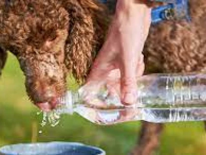 Canicula poate fi fatală şi pentru animalele de companie. Sfaturi utile de la medicul veterinar