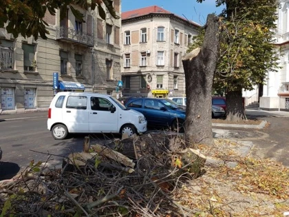 CAPITALA VERDE FĂRĂ COPACI. DRUJBELE FAC VICTIME PE BULEVARDUL MILEA