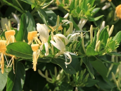 CAPRIFOIUL ARE PROPRIETATI ANTIINFLAMATOARE, ANTIBACTERIENE, ANTIVIRALE
