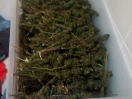 Captură impresionantă de cannabis, în județul Arad. Doi tineri au fost arestați