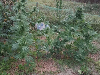 Captură impresionantă de droguri la Arad. Trei bărbați au fost reținuți