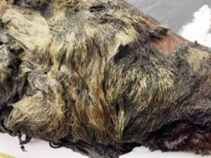 Capul unui lup din Era Glaciară, descoperit în solul înghețat din Siberia