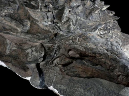 Care a fost ultima masă a unui Nodosaur de acum 110 milioane de ani