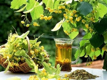 Care este cel mai bun moment pentru culegerea florilor de tei