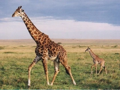 Care este rolul modelului de pe blana girafelor