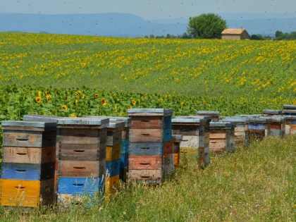 Cât costă înregistrarea unei stupine?