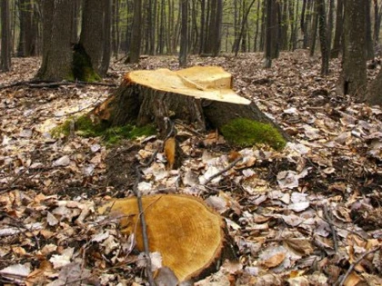 CATE HECTARE DE PADURE SUNT EXTREM DE EXPUSE TAIERILOR ILEGALE!