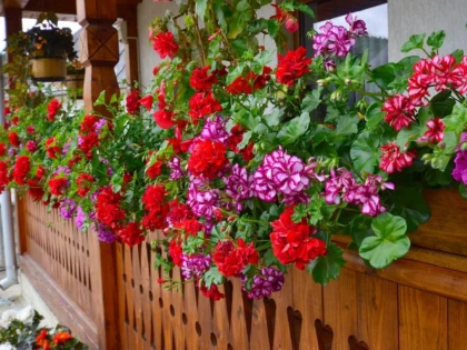CATEVA SECRETE PENTRU A AVEA MUSCATE BOGATE