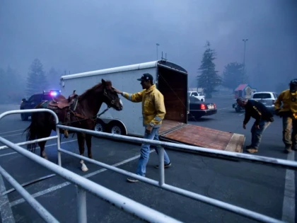 Ce donație a făcut Sandra Bullock pentru salvarea animalelor prinse în incendiile din California