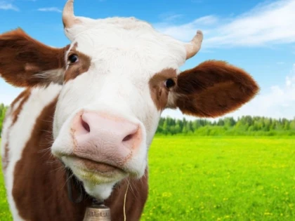 CE ESTE BOALA "LIMBII ALBASTRE" SI CARE SUNT PRIMELE SEMNE ALE APARITIEI