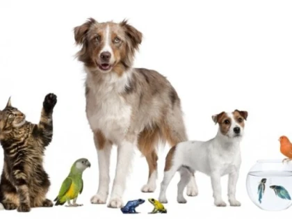 Ce produse poți găsi la reducere pentru animalul de companie în luna decembrie?