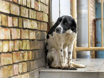 Ce s-a hotărât la dezbaterea privind soarta animalelor cu sau fără stăpân din Arad