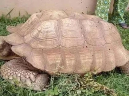Cea mai bătrână broască țestoasă din Africa a murit la 344 de ani
