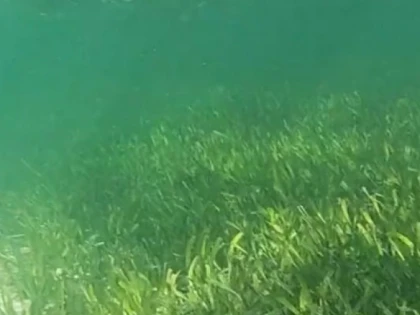 Cea mai mare plantă de pe Pământ, descoperită în Australia