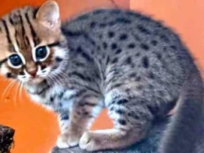 Cea mai mică specie de pisică din lume e mai bogată cu două exemplare