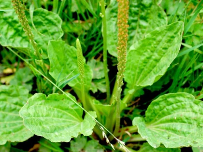 CEAIUL DE PĂTLĂGINĂ PUTERNIC DETOXIFIANT