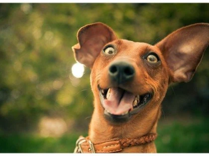 CEI CARE CHINUIE ANIMALELE VOR RISCA PÂNĂ LA 7 ANI DE ÎNCHISOARE