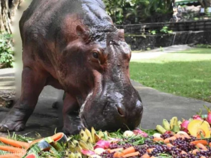 Cel mai bătrân hipopotam din Thailanda, aniversat cu fructe şi cântece
