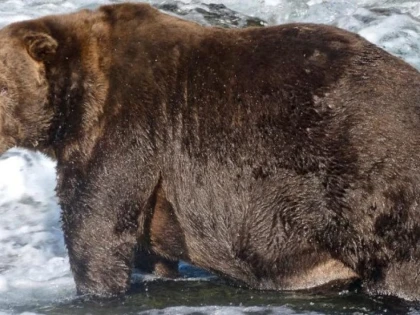 Cel mai gras urs din Alaska a fost botezat după un avion