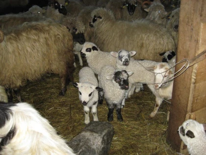 CEL MAI MARE OIER DIN ROMANIA LE-A VANDUT TURCILOR 80 DE TONE DE LANA: "AM PRIMIT UN PRET DE 3-4 LEI PE KILOGRAM"