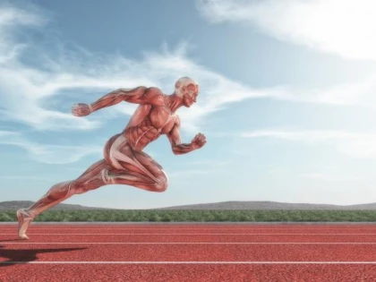 Cele mai recente descoperiri în privința anatomiei umane