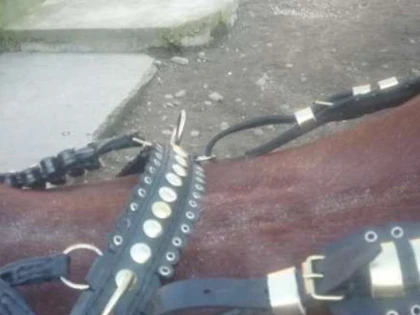 CERCETATI PENAL PENTRU CA AU FURAT HARNASAMENTE PENTRU CAI