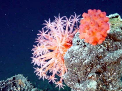 Cercetătorii au descoperit 71 de noi specii de animale și plante