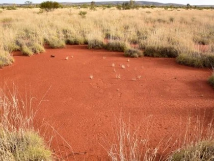 "CERCURILE DE BASM" DESCOPERITE IN AUSTRALIA II FASCINEAZA PE OAMENII DE STIINTA