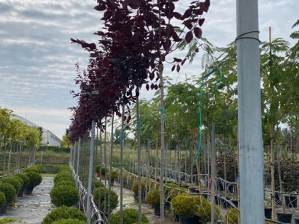 Cetățenii din Gai plantează peste 400 de copaci în cartierul lor