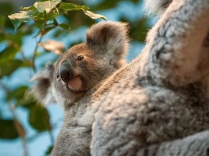 CINCI ANIMALE ADORABILE, DAR EXTREM DE PERICULOASE