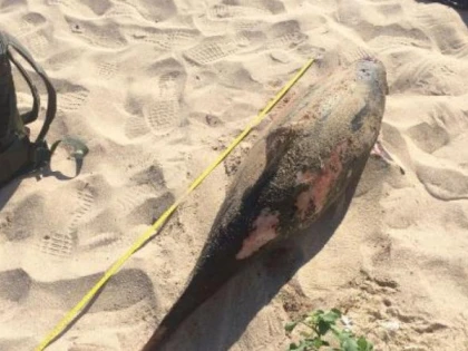 Cinci delfini au fost găsiți morți pe litoralul românesc