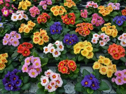 CINCI FLORI CARE TE POT INTOXICA