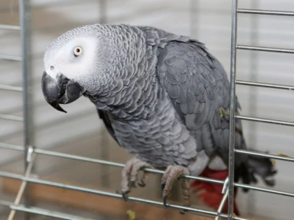 Cinci papagali, trimiși la izolare într-un parc zoologic pentru că înjurau vizitatorii