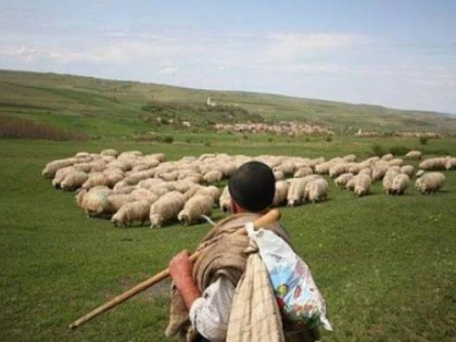 Ciobani români, ținuți în condiții de sclavie în Italia