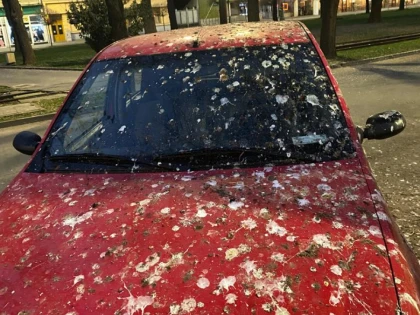 Ciorile lui Bibi, un coșmar pentru arădenii care parchează în centru. Primăria e incapabilă să rezolve problema