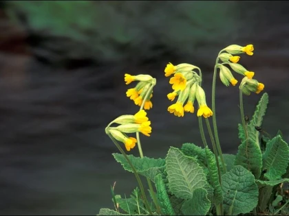 CIUBOŢICA CUCULUI, PLANTA CARE REGLEAZĂ METABOLISMUL