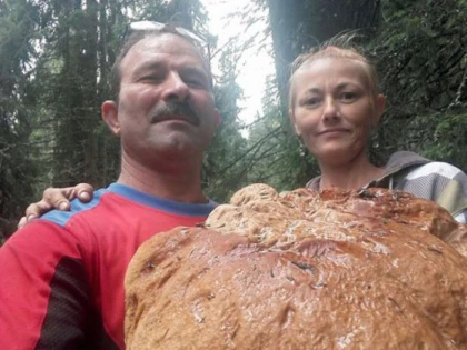 Ciupercă de cinci kilograme pe Transalpina. "Aici se fac bani la greu"
