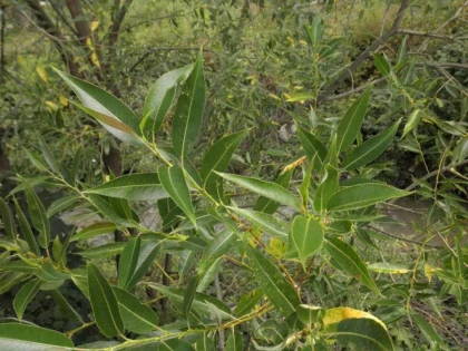 COAJA DE SALCIE-ASPIRINA NATURALĂ