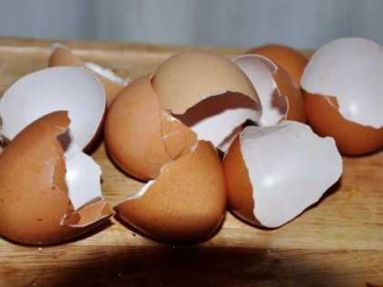 Colagenul din membrană din coajă de ou îmbunătățește digestia