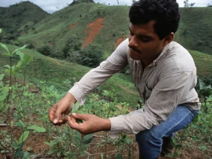 Columbia și-a bătut propriul record în creșterea de plante de coca