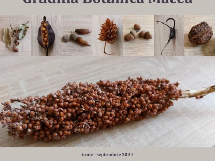Complexul Muzeal Arad: Expoziția Semințe din Grădina Botanică Macea