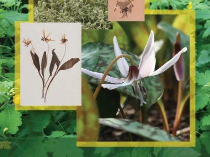 Complexul Muzeal Arad organizează expoziția „Plante de leac din colecțiile muzeului” și atelierele „Farmacia dacică”