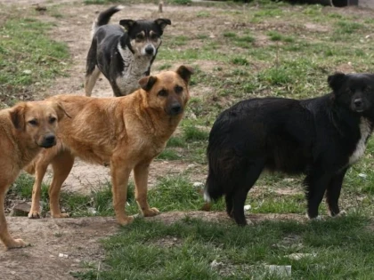Comuna Zădăreni a devenit „patria“ câinilor vagabonzi