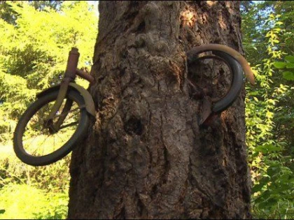 ”COPACUL CU BICICLETĂ” - POVESTEA DIN SPATELE IMAGINII